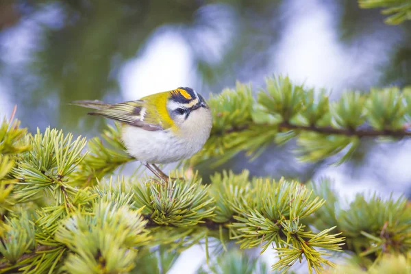 Sevimli kuş. Ortak Firecrest. Orman doğa arka plan.