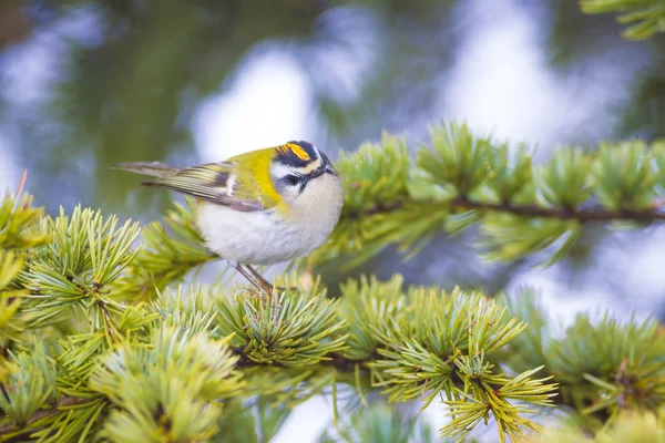 Cute Bird Common Firecrest Forest Nature Background — Stock Photo, Image