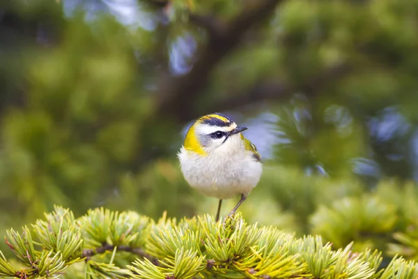 Sevimli kuş. Ortak Firecrest. Orman doğa arka plan.