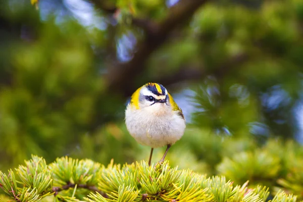 Sevimli kuş. Ortak Firecrest. Orman doğa arka plan.