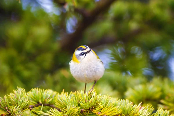 Sevimli kuş. Ortak Firecrest. Orman doğa arka plan.