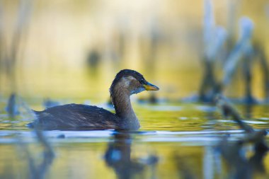Sevimli su kuşu. Yüzen kuş. Göl doğa habitat arka plan. Küçük Grebe. Taşibaptus ruficollis.