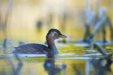 Sevimli su kuşu. Yüzen kuş. Göl doğa habitat arka plan. Küçük Grebe. Taşibaptus ruficollis.