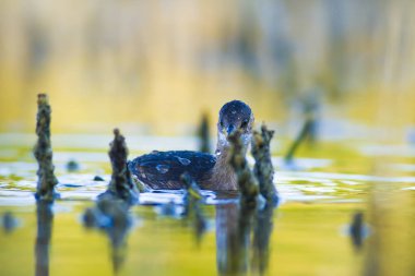 Sevimli su kuşu. Yüzen kuş. Göl doğa habitat arka plan. Küçük Grebe. Taşibaptus ruficollis.