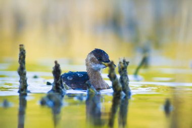 Sevimli su kuşu. Yüzen kuş. Göl doğa habitat arka plan. Küçük Grebe. Taşibaptus ruficollis.