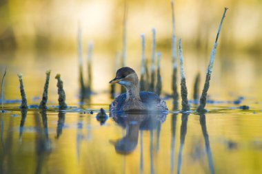Sevimli su kuşu. Yüzen kuş. Göl doğa habitat arka plan. Küçük Grebe. Taşibaptus ruficollis.
