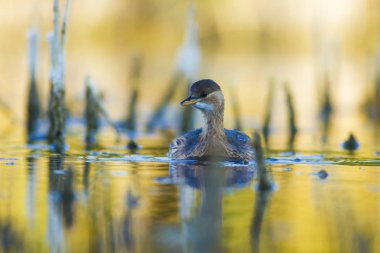 Sevimli su kuşu. Yüzen kuş. Göl doğa habitat arka plan. Küçük Grebe. Taşibaptus ruficollis.