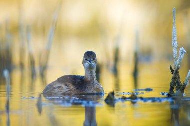 Sevimli su kuşu. Yüzen kuş. Göl doğa habitat arka plan. Küçük Grebe. Taşibaptus ruficollis.