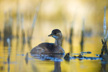 Sevimli su kuşu. Yüzen kuş. Göl doğa habitat arka plan. Küçük Grebe. Taşibaptus ruficollis.