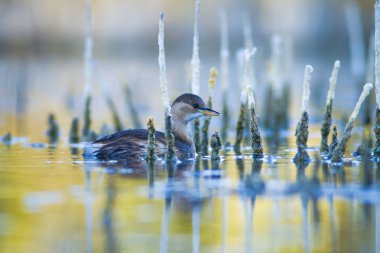 Sevimli su kuşu. Yüzen kuş. Göl doğa habitat arka plan. Küçük Grebe. Taşibaptus ruficollis.