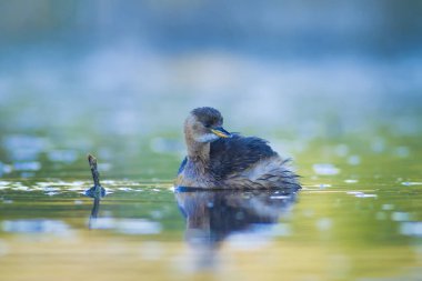 Sevimli su kuşu. Yüzen kuş. Göl doğa habitat arka plan. Küçük Grebe. Taşibaptus ruficollis.