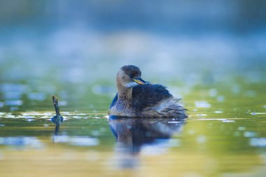 Sevimli su kuşu. Yüzen kuş. Göl doğa habitat arka plan. Küçük Grebe. Taşibaptus ruficollis.