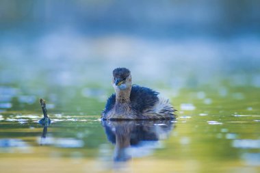 Sevimli su kuşu. Yüzen kuş. Göl doğa habitat arka plan. Küçük Grebe. Taşibaptus ruficollis.
