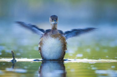 Sevimli su kuşu. Yüzen kuş. Göl doğa habitat arka plan. Küçük Grebe. Taşibaptus ruficollis.