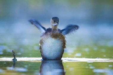 Sevimli su kuşu. Yüzen kuş. Göl doğa habitat arka plan. Küçük Grebe. Taşibaptus ruficollis.