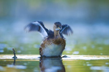 Sevimli su kuşu. Yüzen kuş. Göl doğa habitat arka plan. Küçük Grebe. Taşibaptus ruficollis.