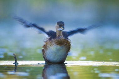 Sevimli su kuşu. Yüzen kuş. Göl doğa habitat arka plan. Küçük Grebe. Taşibaptus ruficollis.