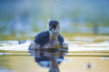 Sevimli su kuşu. Yüzen kuş. Göl doğa habitat arka plan. Küçük Grebe. Taşibaptus ruficollis.