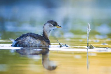 Sevimli su kuşu. Yüzen kuş. Göl doğa habitat arka plan. Küçük Grebe. Taşibaptus ruficollis.
