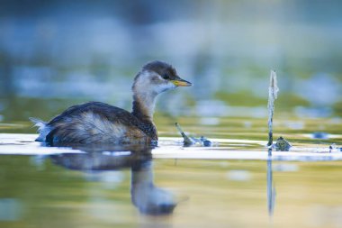 Sevimli su kuşu. Yüzen kuş. Göl doğa habitat arka plan. Küçük Grebe. Taşibaptus ruficollis.