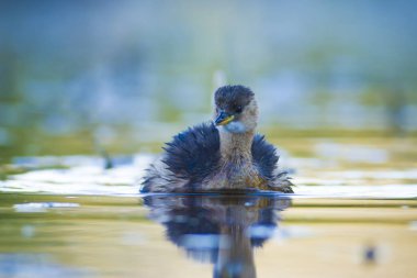 Sevimli su kuşu. Yüzen kuş. Göl doğa habitat arka plan. Küçük Grebe. Taşibaptus ruficollis.