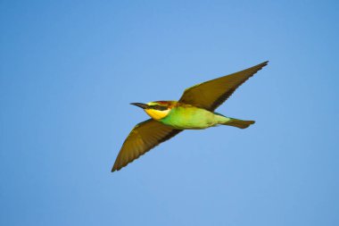 Renkli kuş. Avrupa Arı yiyici. Merops apiaster. Yeşil doğa arka planı.