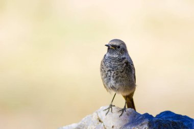 Renkli kuş Siyah Redstart. Doğa arka planı. Fenike ochruros.