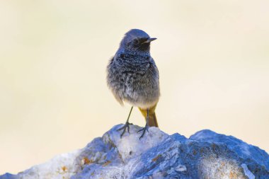 Renkli kuş Siyah Redstart. Doğa arka planı. Fenike ochruros.