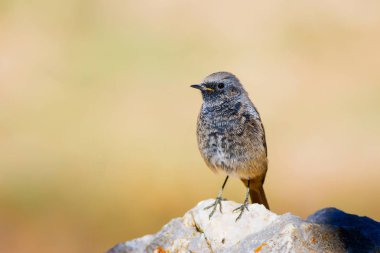 Renkli kuş Siyah Redstart. Doğa arka planı. Fenike ochruros.
