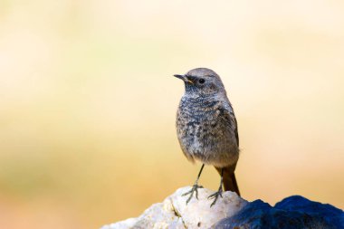 Renkli kuş Siyah Redstart. Doğa arka planı. Fenike ochruros.