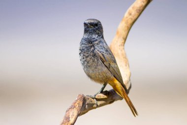 Renkli kuş Siyah Redstart. Doğa arka planı. Fenike ochruros.