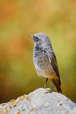 Renkli kuş Siyah Redstart. Doğa arka planı. Fenike ochruros.