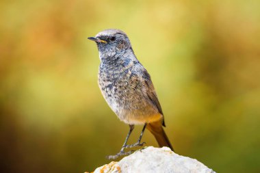 Renkli kuş Siyah Redstart. Doğa arka planı. Fenike ochruros.