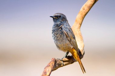 Renkli kuş Siyah Redstart. Doğa arka planı. Fenike ochruros.