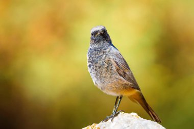 Renkli kuş Siyah Redstart. Doğa arka planı. Fenike ochruros.