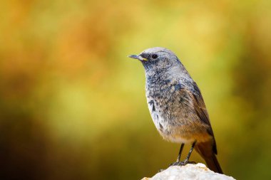 Renkli kuş Siyah Redstart. Doğa arka planı. Fenike ochruros.