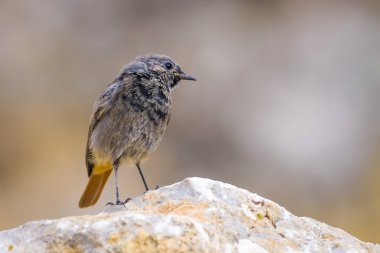 Renkli kuş Siyah Redstart. Doğa arka planı. Fenike ochruros.