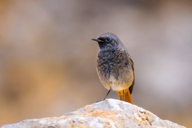 Renkli kuş Siyah Redstart. Doğa arka planı. Fenike ochruros.