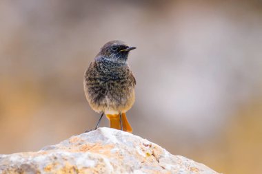 Renkli kuş Siyah Redstart. Doğa arka planı. Fenike ochruros.