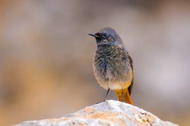 Renkli kuş Siyah Redstart. Doğa arka planı. Fenike ochruros.