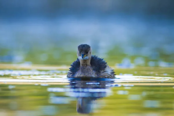 Söt Vatten Fågel Simning Fågel Sjö Natur Habitat Bakgrund Lilla — Stockfoto