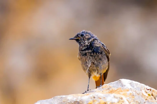 Kolorowy Ptak Czarny Redstart Tło Przyrodnicze Phoenicurus Ochruros — Zdjęcie stockowe