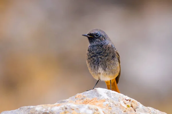 Colorido Pájaro Negro Redstart Fondo Naturaleza Fenicurus Ochruros — Foto de Stock