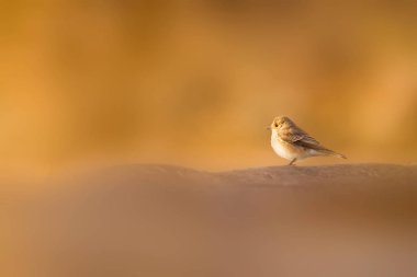 Doğa ve küçük kuş. Renkli doğa habtat arka plan. 