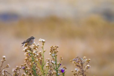 Sevimli küçük kuş Stonechat. Yeşil Doğa arka plan. Kuş: Avrupa Stonechat. Saxicola rubicola. 