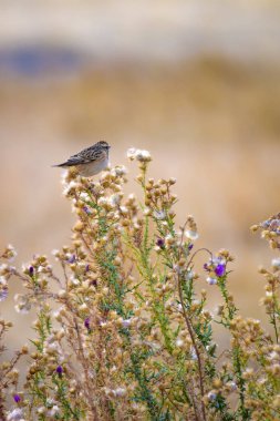 Sevimli küçük kuş Stonechat. Yeşil Doğa arka plan. Kuş: Avrupa Stonechat. Saxicola rubicola. 