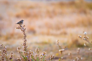 Sevimli küçük kuş Stonechat. Yeşil Doğa arka plan. Kuş: Avrupa Stonechat. Saxicola rubicola. 