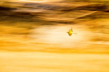 Renkli kuş. Avrupa Arı yiyici. Merops apiaster. Yeşil doğa arka planı.