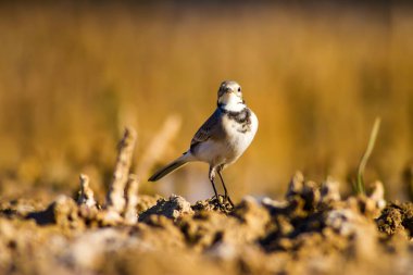 Sulak alan yaşam alanı ve su kuşu. Renkli doğal yaşam arka planı.