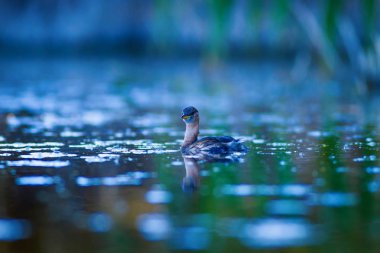 Sevimli su kuşu. Yüzen kuş. Göl doğa arka plan. Küçük Grebe. Taşibaptus ruficollis.